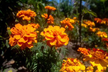 Naklejka na ściany i meble orange calendula flowers in the garden