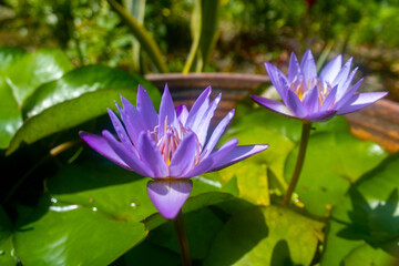 group of purple lily lotus flower in the garden