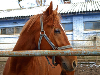 Red (bay) horse with a braided pigtail. A beautiful and well-groomed racehorse on a farm. Spring...