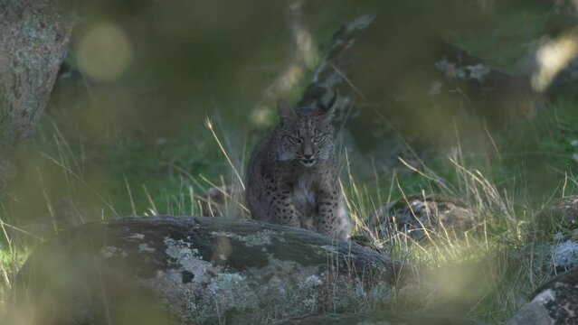 Iberian lynx, Lynx pardinus, endemic to Iberian Peninsula in southwestern Spain in Europe. Rare cat walk top of hill. Lynx in mountain, wild cat in the habitat, Sierra de Andujar, Andalusia in Spain.