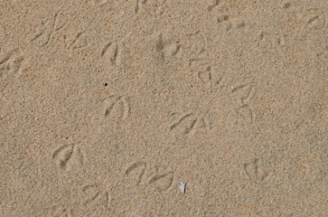 Fototapeta na wymiar Traces of seagulls on the sand. View from above.