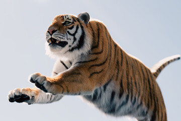 Tiger run and attack