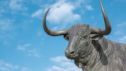 Cabeza astada de un toro bravo o de lidia en la villa de Tordesillas, España