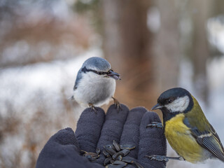 The Eurasian nuthatch eats seeds from a man's hand. Hungry bird wood nuthatch eating seeds from a hand during winter or autumn