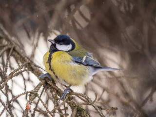 Cute bird Great tit, songbird sitting on a branch without leaves in the autumn or winter.