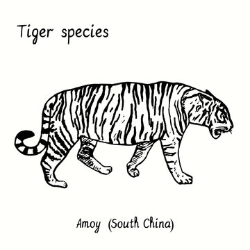 Tiger Species Collection, Standing Side View, Amoy (South China). Ink Black And White Doodle Drawing.