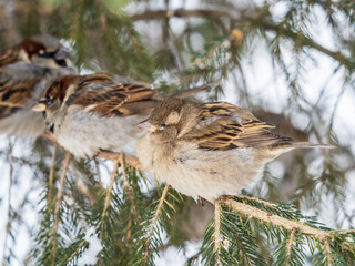 Three Sparrows sits on a fir branch in the autumn or winter