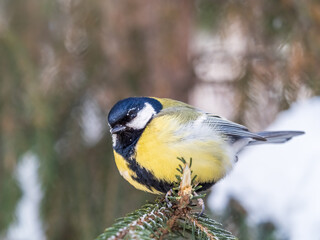Cute bird Great tit, songbird sitting on the fir branch with snow in winter