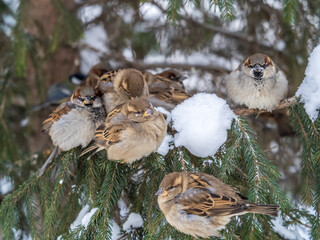 Five Sparrows sits on a fir branch in the autumn or winter