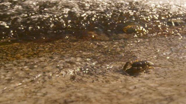 Crawdad or Crayfish walking toward a freshwater stream, medium shot