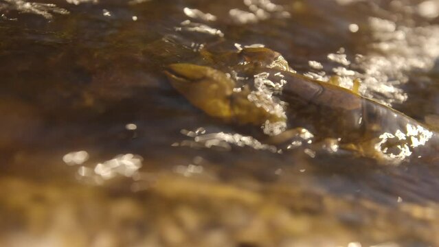 Crawdad or Crayfish in the freshwater stream, tight shot