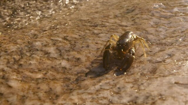 Crawdad or Crayfish walking toward a freshwater stream, facing camera