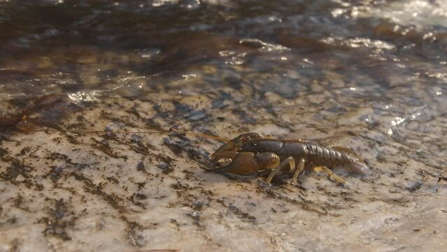 Crawdad or Crayfish walking toward a freshwater stream