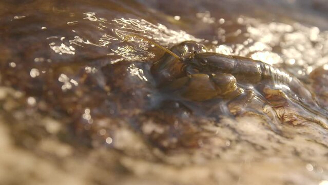 Crawdad or Crayfish in a freshwater stream, tight shot