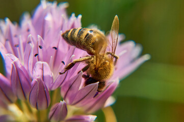 A bee collects nectar from an onion flower.