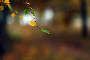 yellow birch leaf on a branch