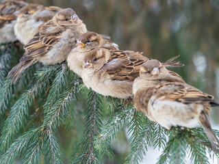 Sparrows sits on a fir branch in the autumn or winter