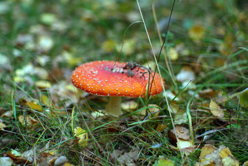 small red fly agaric in the grass