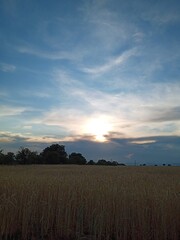 sunset in the field
