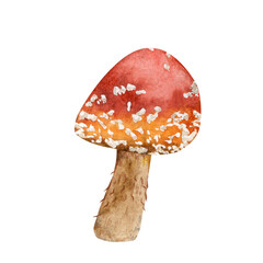 Amanita muscaria. Fly agaric mushroom. White spotted beautiful red mushrooms in natural context. Hand drawn watercolor isolated realistic illustration on white background.