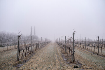Obraz premium sunrise in a landscape of vineyards during a foggy winter morning in the province of Tarragona in Catalonia in Spain