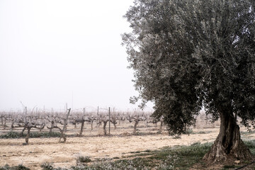 sunrise in a landscape of vineyards during a foggy winter morning in the province of Tarragona in Catalonia in Spain