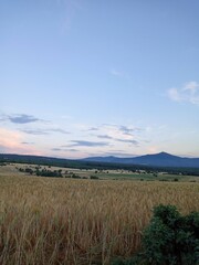field of wheat and sky