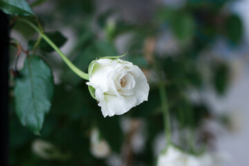 White-pink roses in a vintage style rose garden with blurred background.