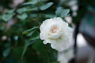 White-pink roses in a vintage style rose garden with blurred background.