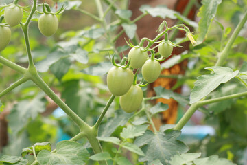 Beautiful ripe tomatoes on bush in garden