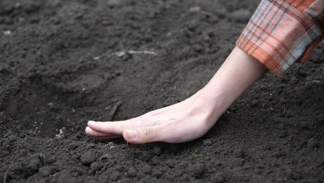 Close up view of a female farmer hands planting seeds in the garden. Bury seeds in the ground. The concept of organic farming and spring gardening