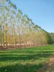 landscape with trees