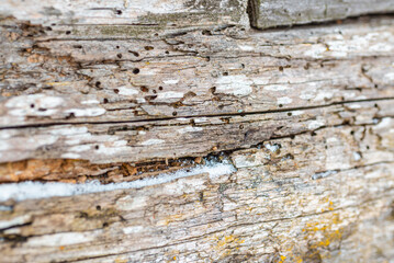 Old traces of the pest on the bark of a tree. Abstract texture background.Close-up.