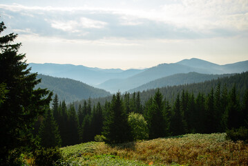 Carpathian mountain landscape in summer.  Mount Hoverla, the highest mountain in Ukraine. Fog in the mountains on a sunny morning. Cloudy sky.  Forested hills and grassy meadows in morning light.