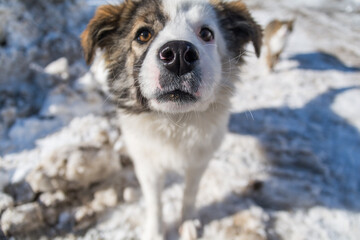 Dog nose close-up