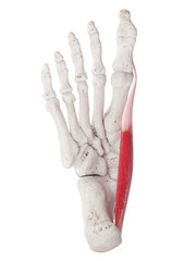 3d rendered medically accurate muscle illustration of the abductus hallucis