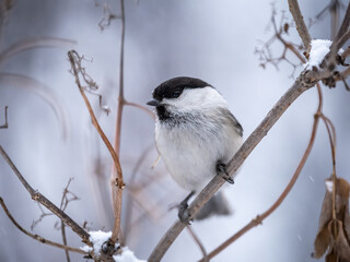 Cute bird the willow tit, song bird sitting on a branch without leaves in the winter.