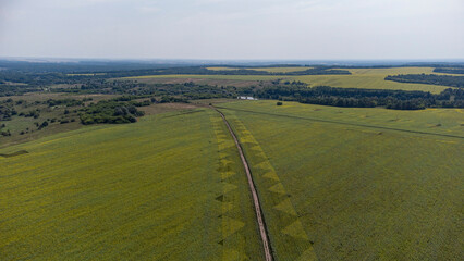 fields with sunflowers from a bird's eye