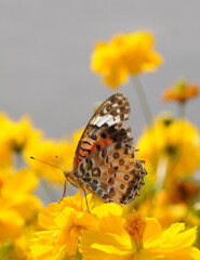 ツマグロヒョウモン