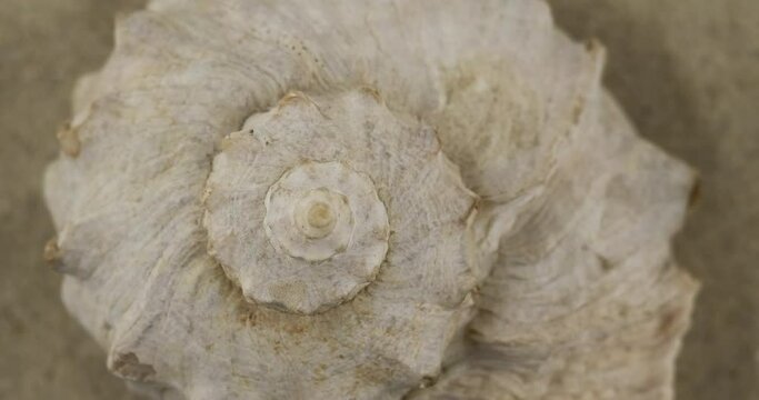 Panorama of a seashell on the sand. Macro shooting