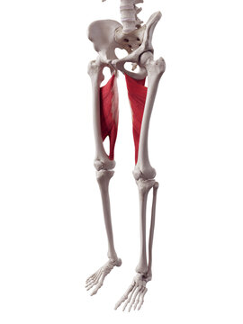 3d rendered medically accurate muscle illustration of the adductor magnus