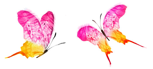 Color watercolor butterfly , isolated on the white background. Set