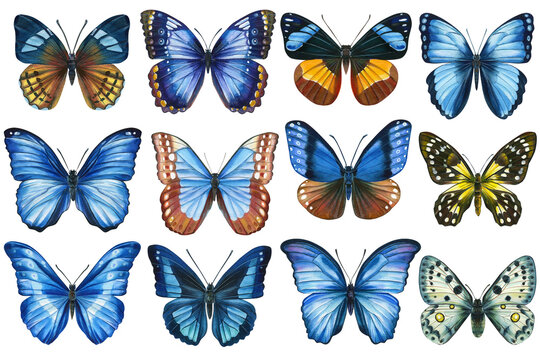 Collection Watercolor colorful butterflies isolated on white background. Spring blue butterfly illustration.