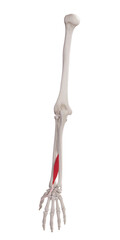 3d rendered medically accurate muscle illustration of the extensor pollicis longus