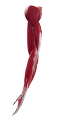 3d rendered medically accurate muscle illustration of the arm