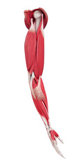 3d rendered medically accurate muscle illustration of the arm