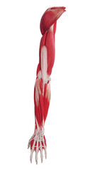 3d rendered medically accurate muscle illustration of the arm