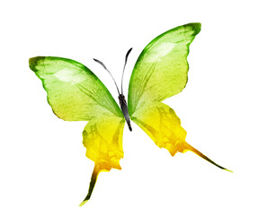 Fototapeta premium Color watercolor butterfly , isolated on the white background