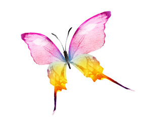 Color watercolor butterfly , isolated on the white background