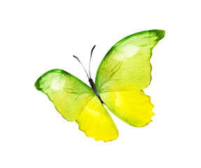 Fototapeta premium Color watercolor butterfly , isolated on the white background
